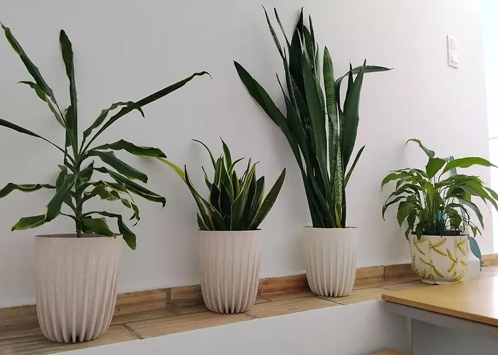 Yellow House تافيرا